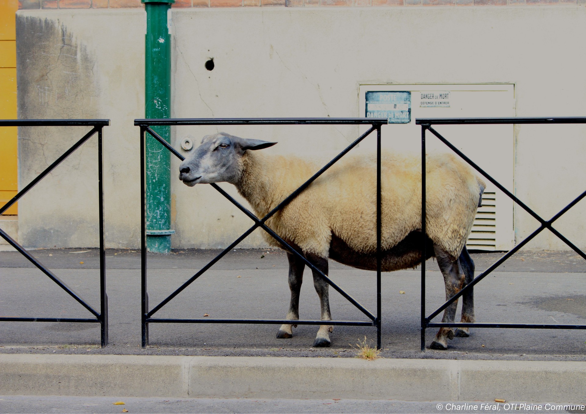 revue-sur-mesure-du-developpement-durable-a-la-trame-verte-et-bleue-une-genese-de-l-ecosysteme-urbain_visite-paturage-et-patrimoine-charline-feral-11.jpg