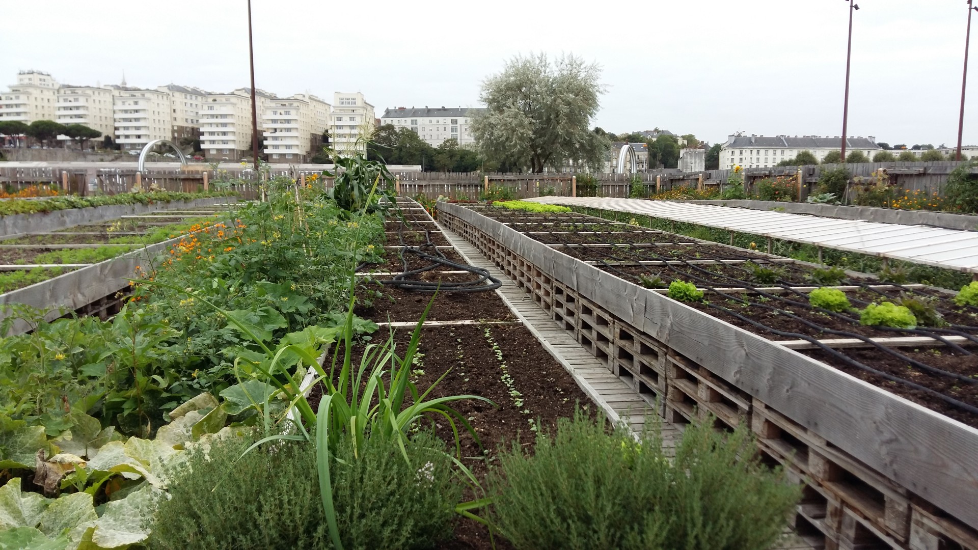 revue-sur-mesure-agriculture-urbaine-et-economie-sociale-et-solidaire-quels-modeles-de-developpement-pour-quelles-alternatives_agri-urb-nantes.jpg