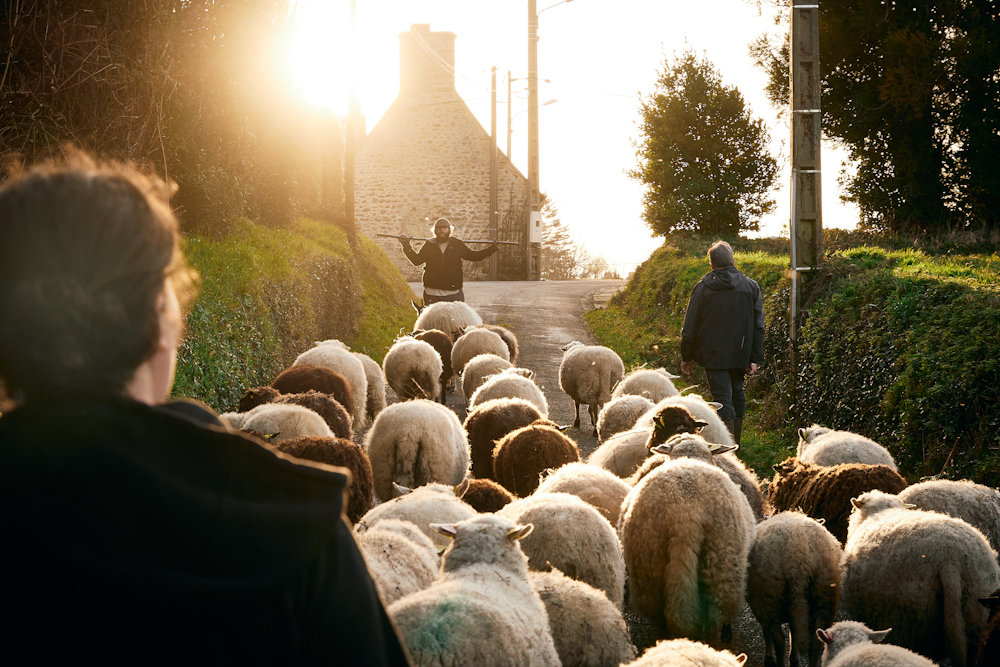 revue-sur-mesure-tiers-lieu-photographier-un-mouvement-en-equilibre_martin-guide-ses-moutons-dans-une-transhumance-urbaine_edited.jpg